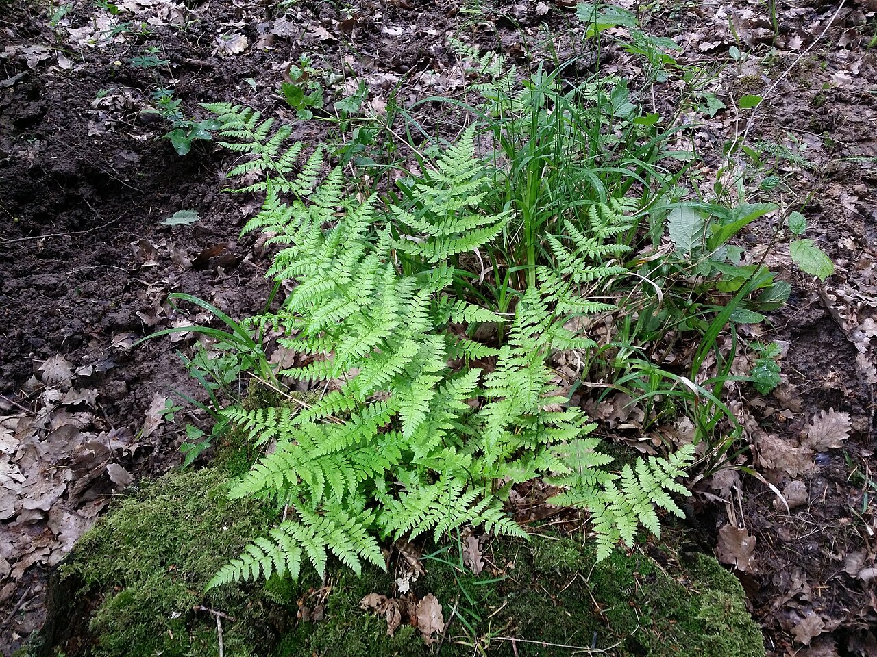 Spinulose woodfern: Habitus Taxonym: Dryopteris carthusiana ss Fischer et al. EfÖLS 2008 ISBN 978-3-85474-187-9 Location: Glasweiner Wald west of Rieplkreuz, district Hollabrunn, L
