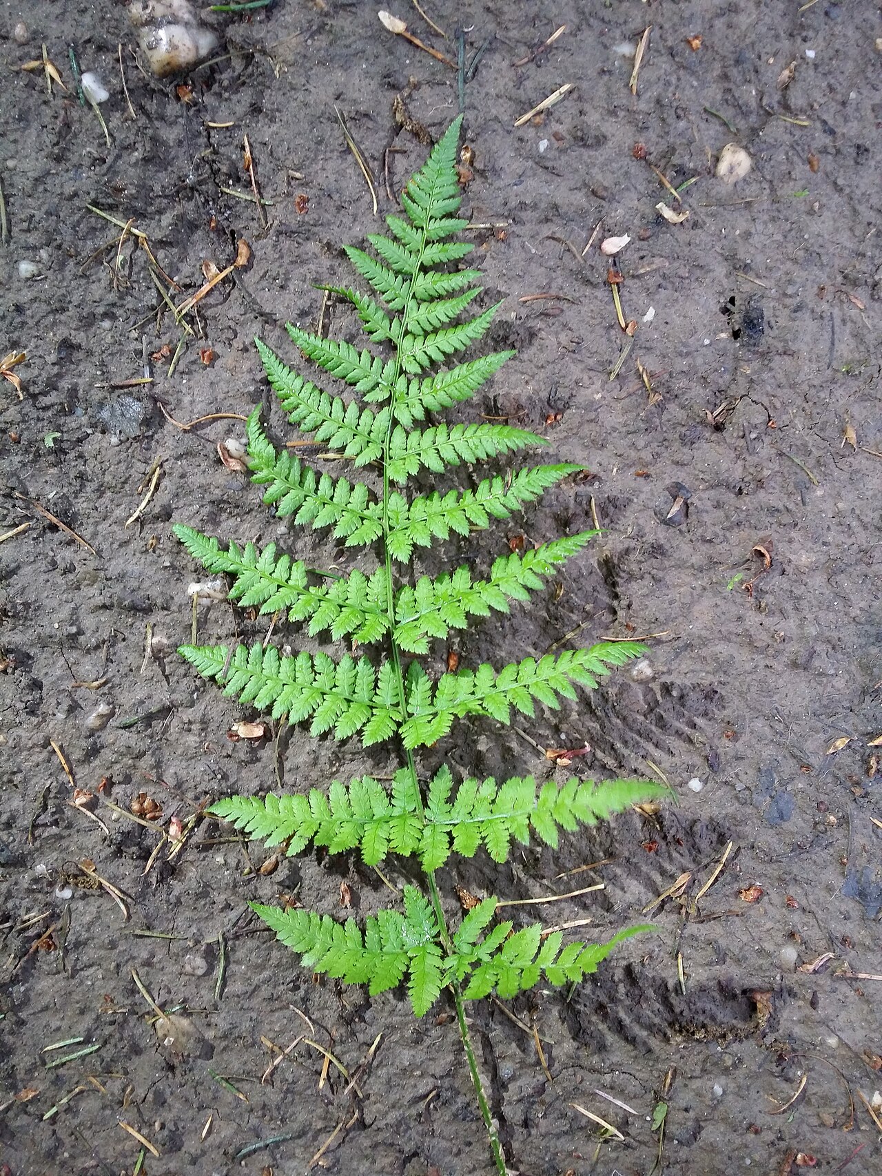 Spinulose woodfern: Leaf (top side) Taxonym: Dryopteris carthusiana ss Fischer et al. EfÖLS 2008 ISBN 978-3-85474-187-9 Location: Glasweiner Wald west of Rieplkreuz, district Holla