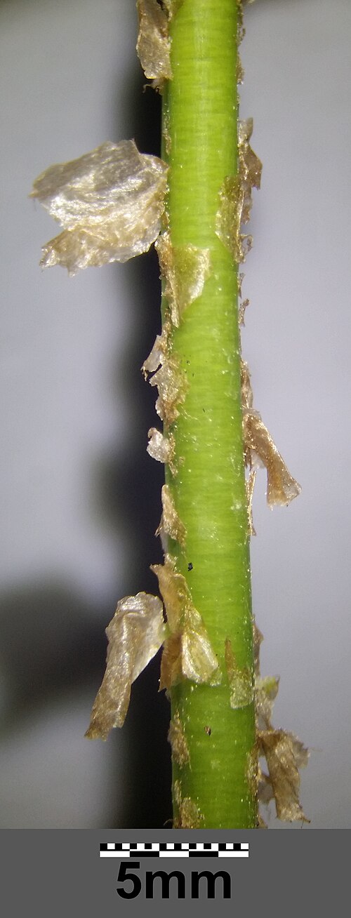 Spinulose woodfern: Petiole with scales Taxonym: Dryopteris carthusiana ss Fischer et al. EfÖLS 2008 ISBN 978-3-85474-187-9 Location: Glasweiner Wald west of Rieplkreuz, district H