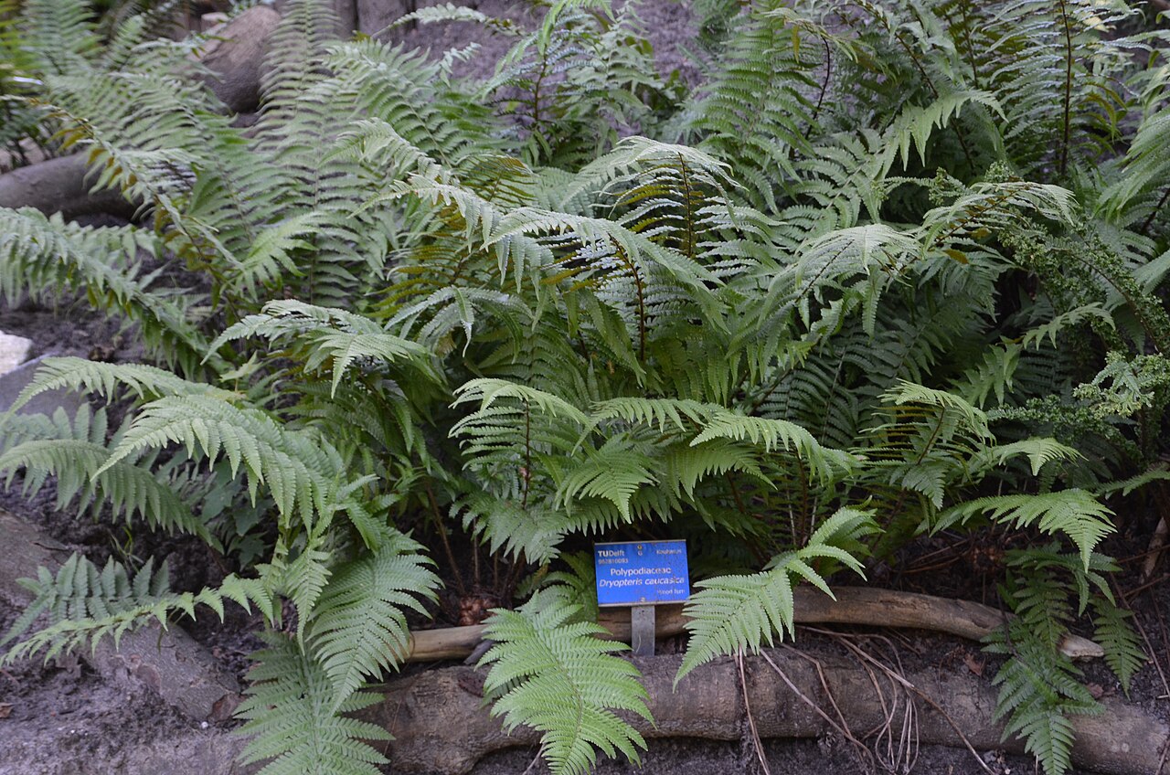 Dryopteris caucasica: Dryopteris caucasica in the Botanical garden T.U.Delft in 2015
