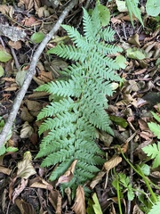 Dryopteris caucasica (Dryopteris caucasica)