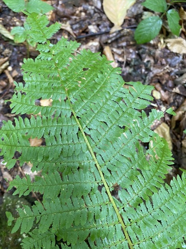Dryopteris caucasica (Dryopteris caucasica)