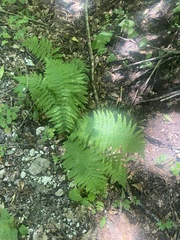 Dryopteris caucasica (Dryopteris caucasica)