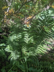 Dryopteris caucasica (Dryopteris caucasica)