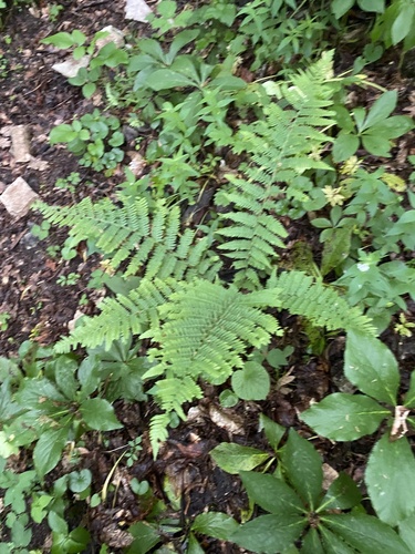 Dryopteris caucasica (Dryopteris caucasica)