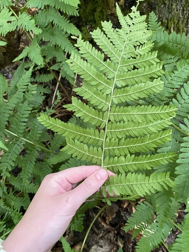 Dryopteris caucasica (Dryopteris caucasica)