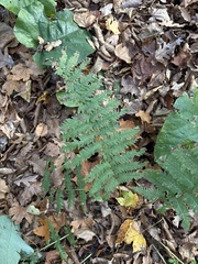 Dryopteris caucasica (Dryopteris caucasica)