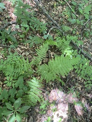 Dryopteris caucasica (Dryopteris caucasica)