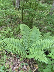Dryopteris caucasica (Dryopteris caucasica)