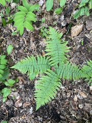 Dryopteris caucasica (Dryopteris caucasica)