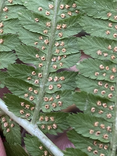 Dryopteris caucasica (Dryopteris caucasica)