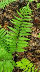 Log fern (Dryopteris celsa)
