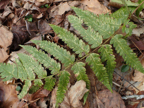 Log fern (Dryopteris celsa)
