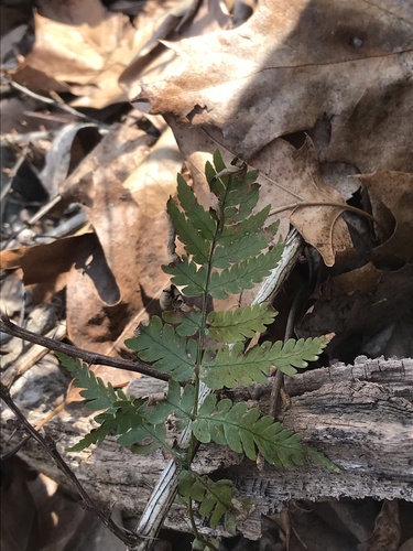 Log fern (Dryopteris celsa)