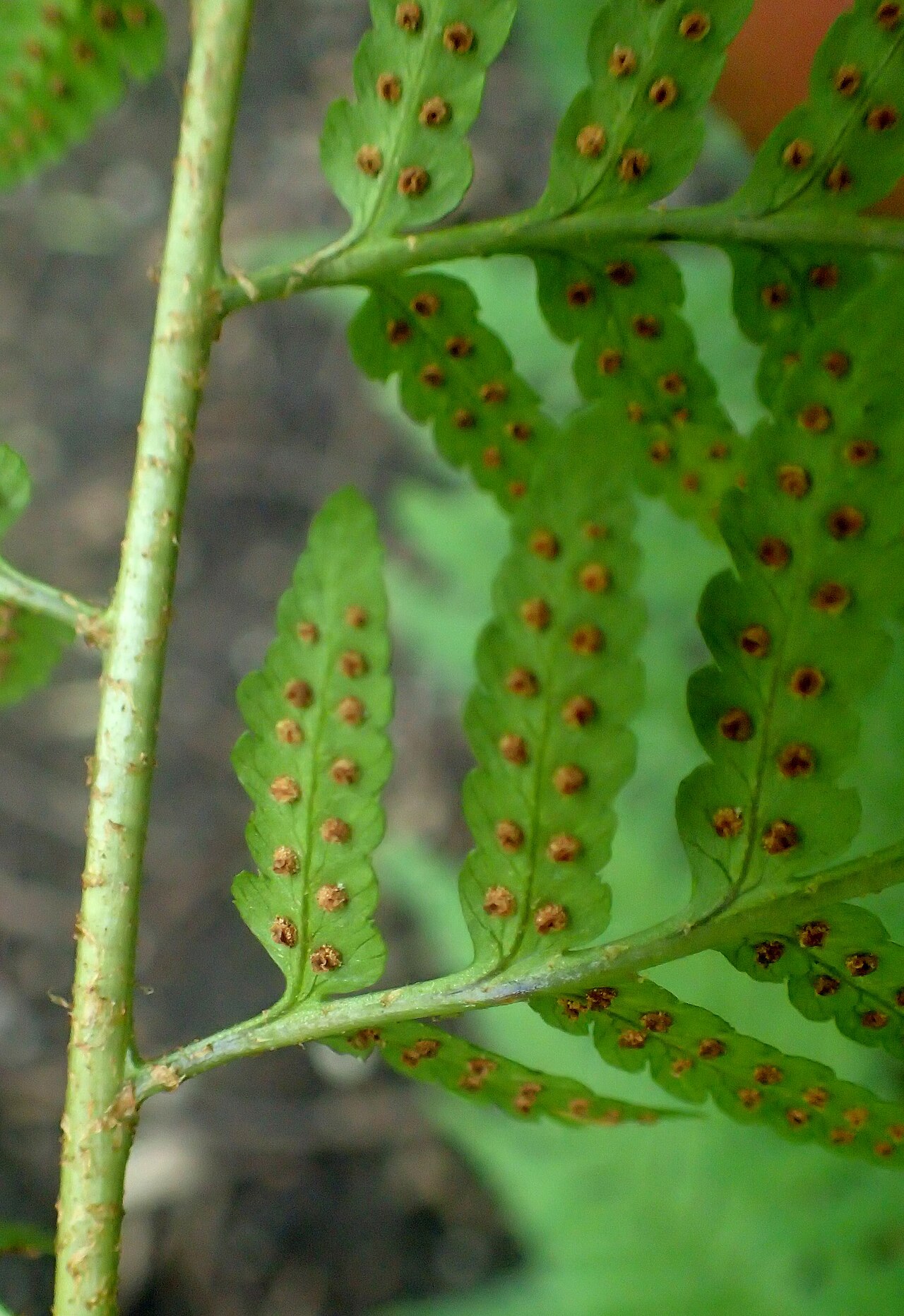 Log fern: Dryopteris celsa in the Missouri Botanical Garden, St. Louis