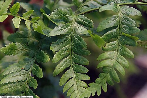 Log fern: Location taken: American Plant Food Company, 7405 River Road, Bethesda MD.. Names: Dryopteris celsa (W. Palmer) Knowlton, Log Fer Classification: Plantae > Pter
