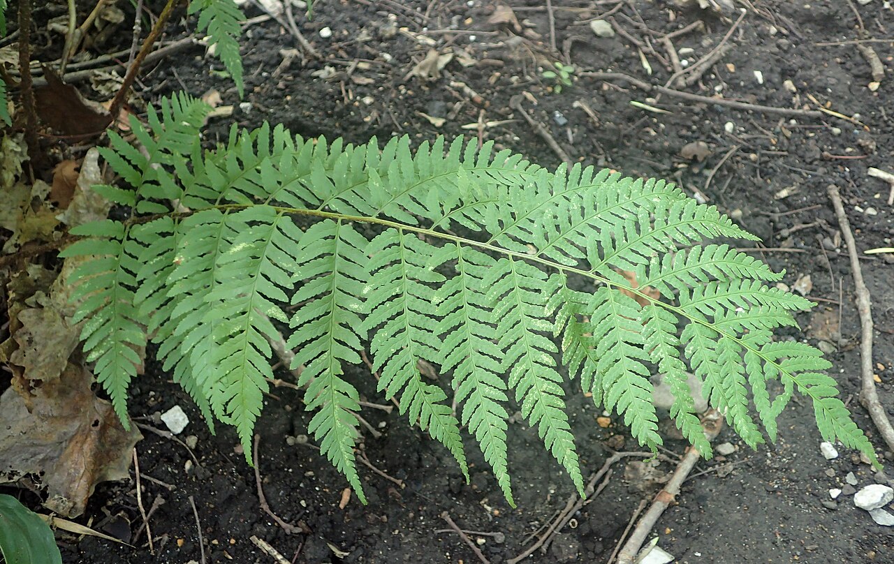 Log fern: Dryopteris celsa in the Missouri Botanical Garden, St. Louis