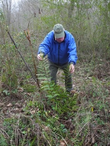 Log fern (Dryopteris celsa)