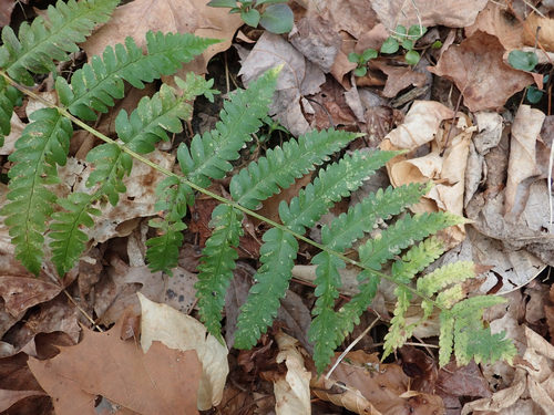 Log fern (Dryopteris celsa)