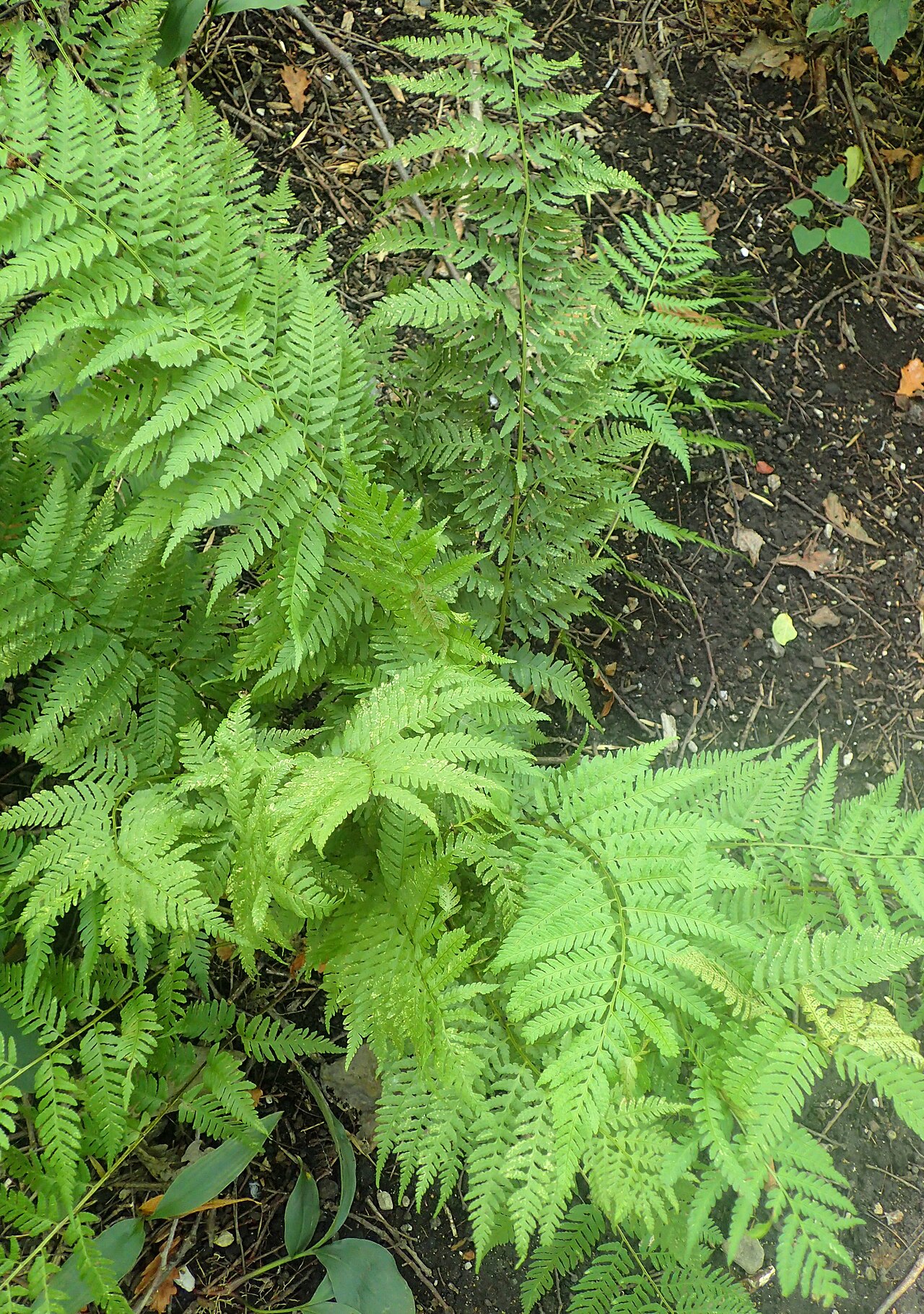 Log fern: Dryopteris celsa in the Missouri Botanical Garden, St. Louis