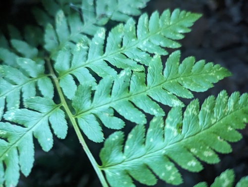 Log fern (Dryopteris celsa)