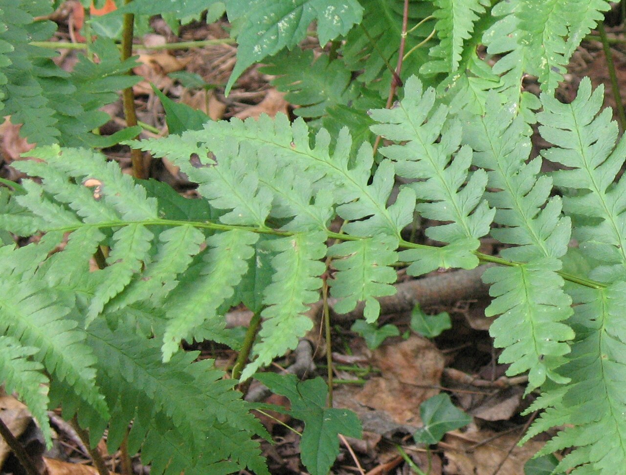Log fern: Dryopteris celsa (Log Fern), growing in the Atlanta History Center's Mary Howard Gilbert Memorial Quarry Garden. Sign cropped from original photo