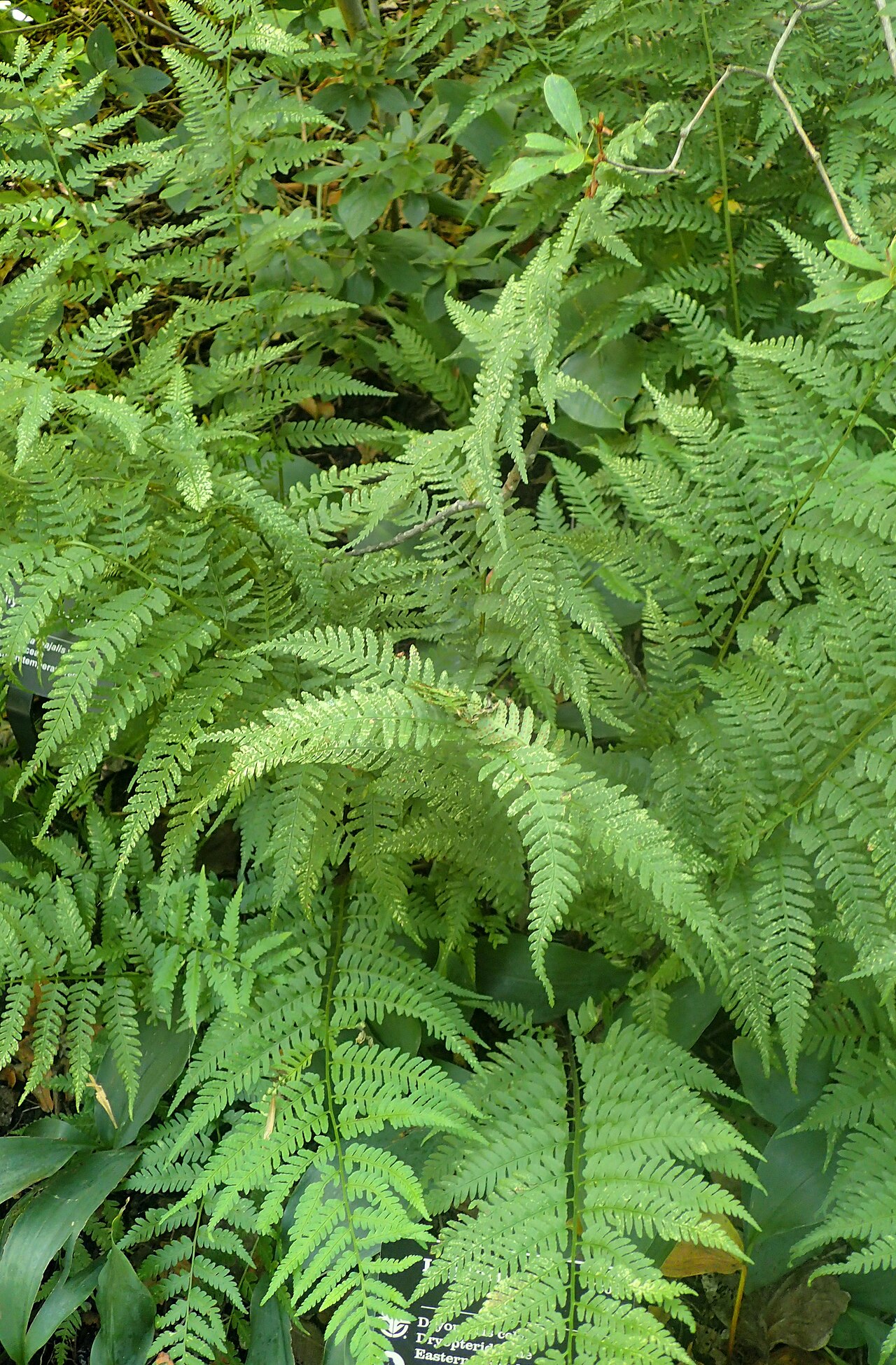 Log fern: Dryopteris celsa in the Missouri Botanical Garden, St. Louis