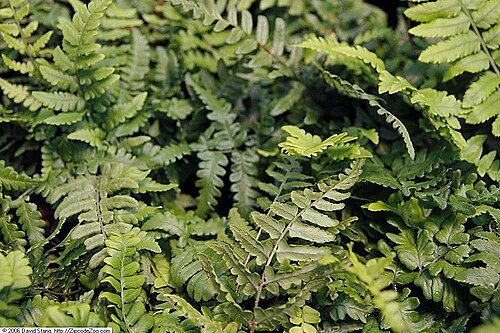 Dryopteris championii: Location taken: American Plant Food Company, 7405 River Road, Bethesda MD.. Names: Dryopteris championii (Benth.) C.Chr., Champion's Wood Fern, Champions Wood F