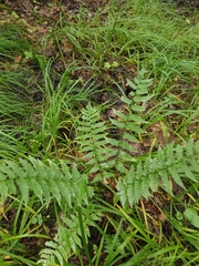 Clinton's woodfern (Dryopteris clintoniana)
