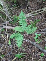 Clinton's woodfern (Dryopteris clintoniana)