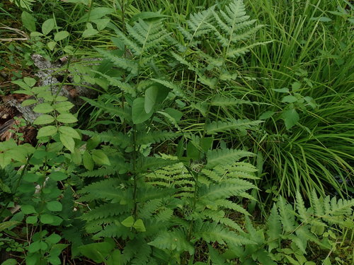 Clinton's woodfern (Dryopteris clintoniana)