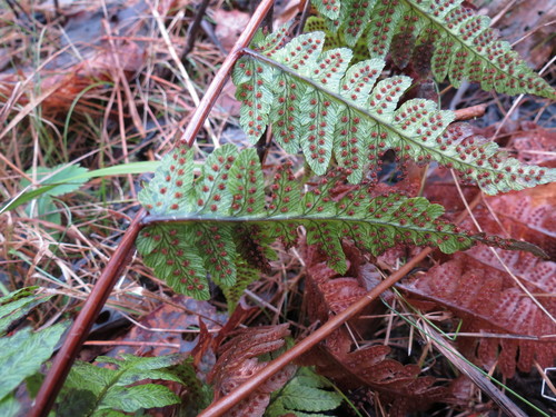 Clinton's woodfern (Dryopteris clintoniana)