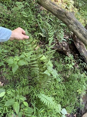 Clinton's woodfern (Dryopteris clintoniana)