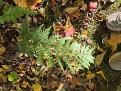Clinton's woodfern (Dryopteris clintoniana)