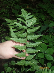 Clinton's woodfern (Dryopteris clintoniana)