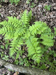 Clinton's woodfern (Dryopteris clintoniana)