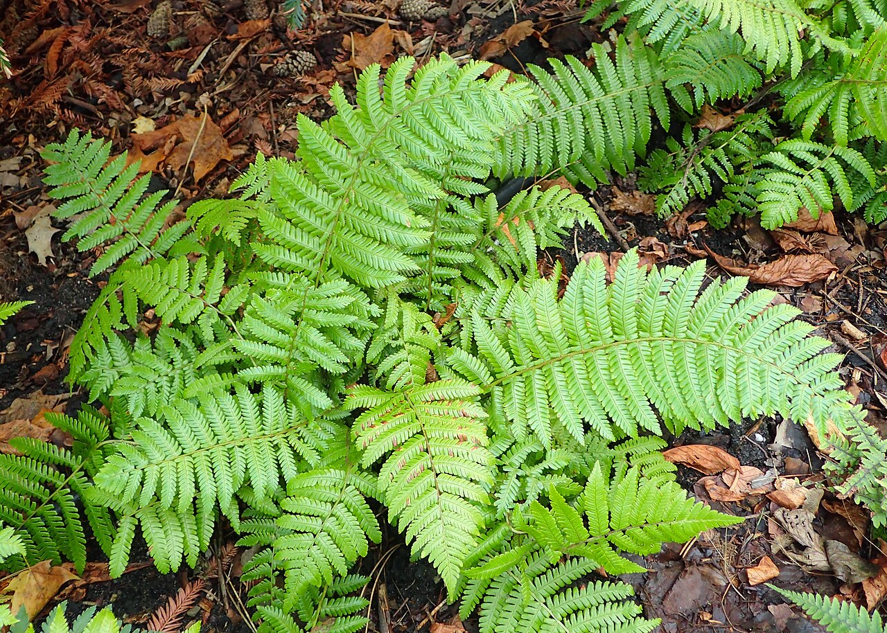 Dryopteris crassirhizoma: Dryopteris crassirhizoma in Wrocław University Botanical Garden