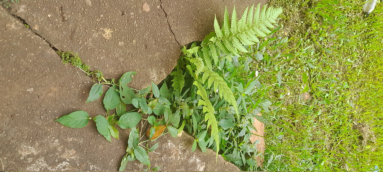 Dryopteris crassirhizoma: species of a fern located at Kyambogo, Kampala, Uganda