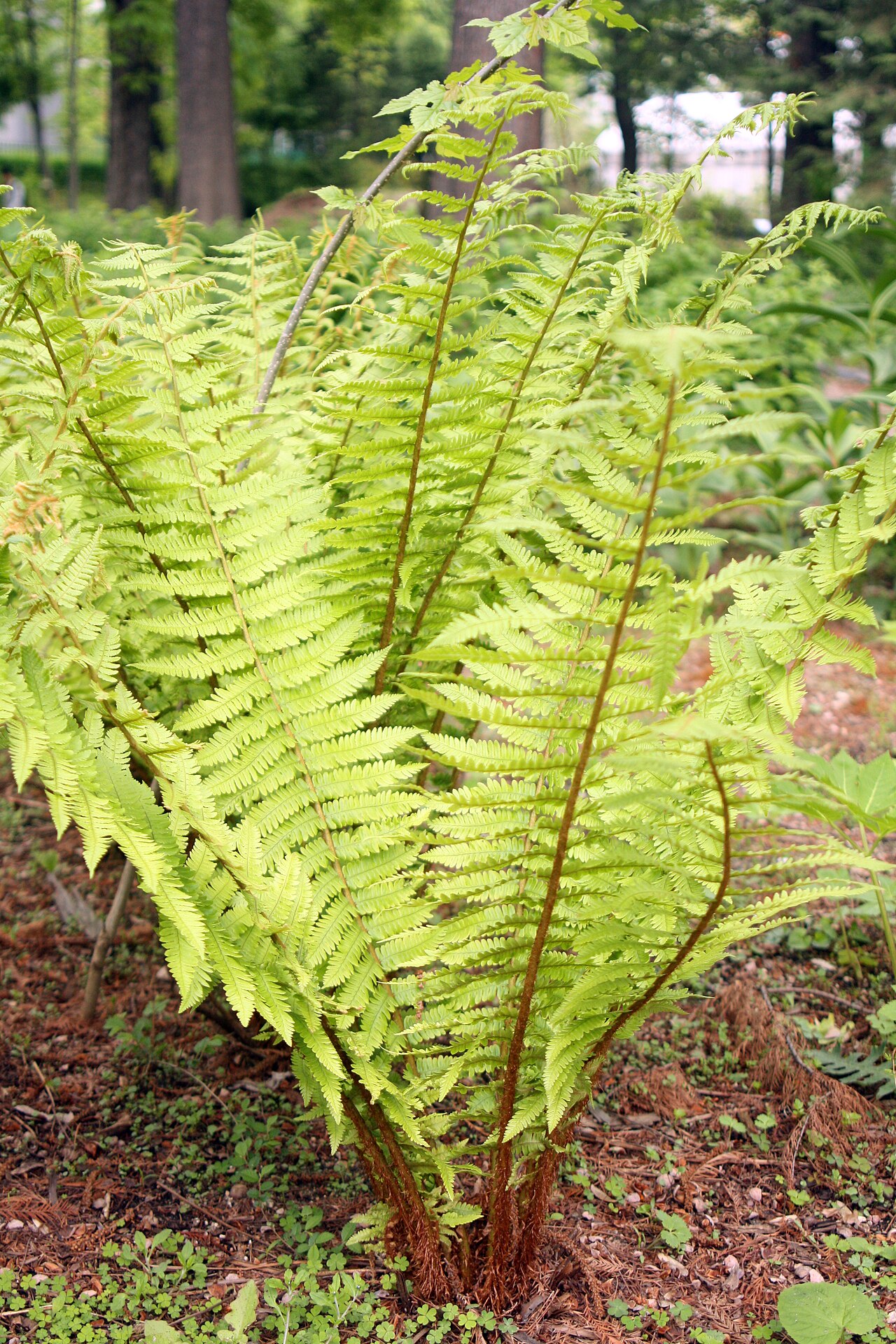 Dryopteris crassirhizoma: Dryopteris crassirhizoma in Seoul, Korea