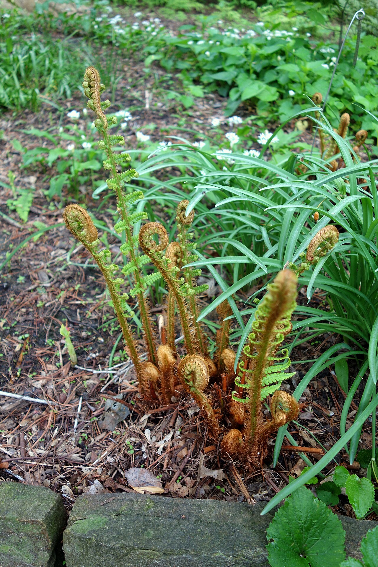 Dryopteris crassirhizoma: Botanical specimen in Longwood Gardens, 1001 Longwood Rd, Kennett Square, Pennsylvania, USA.