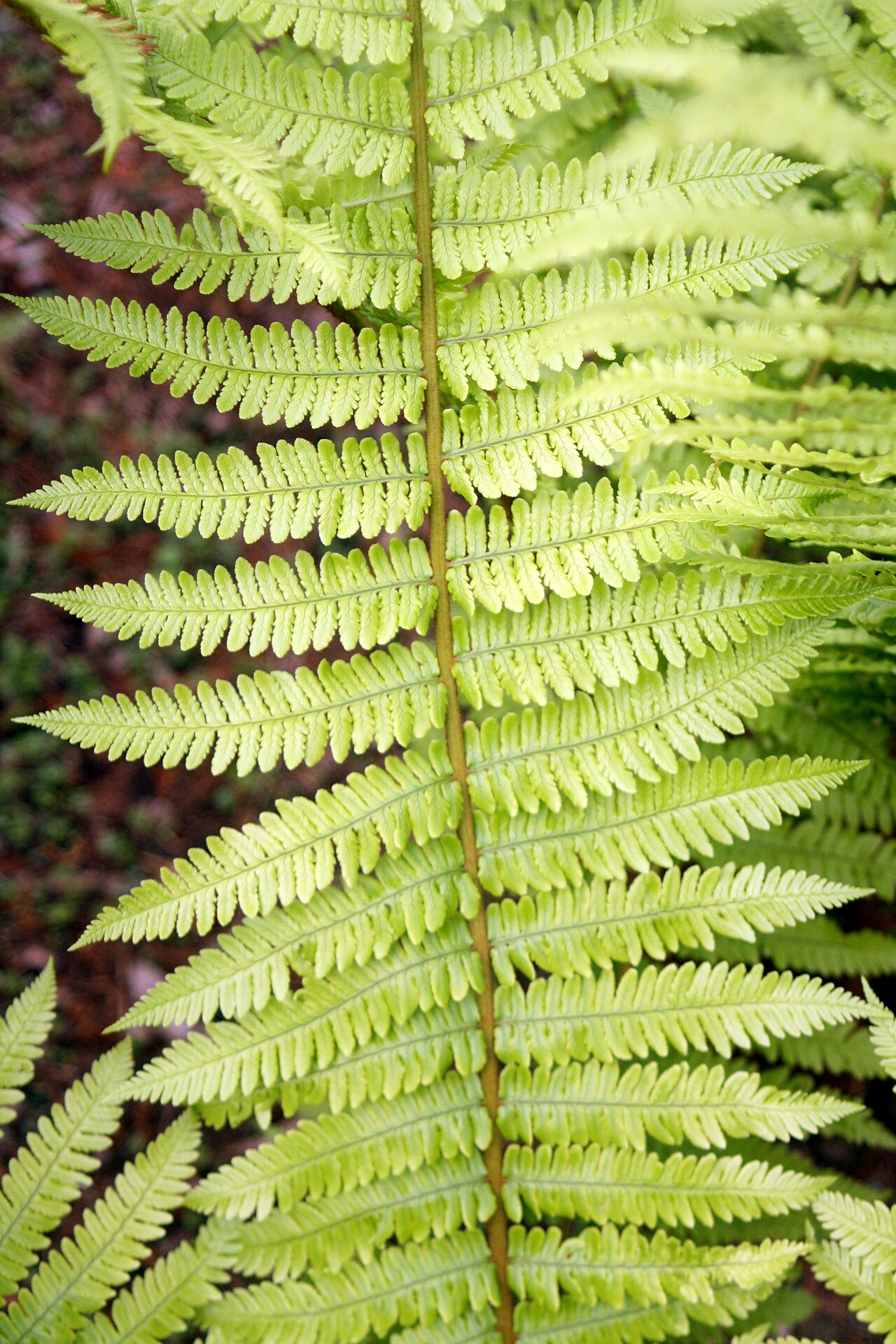 Dryopteris crassirhizoma: Dryopteris crassirhizoma