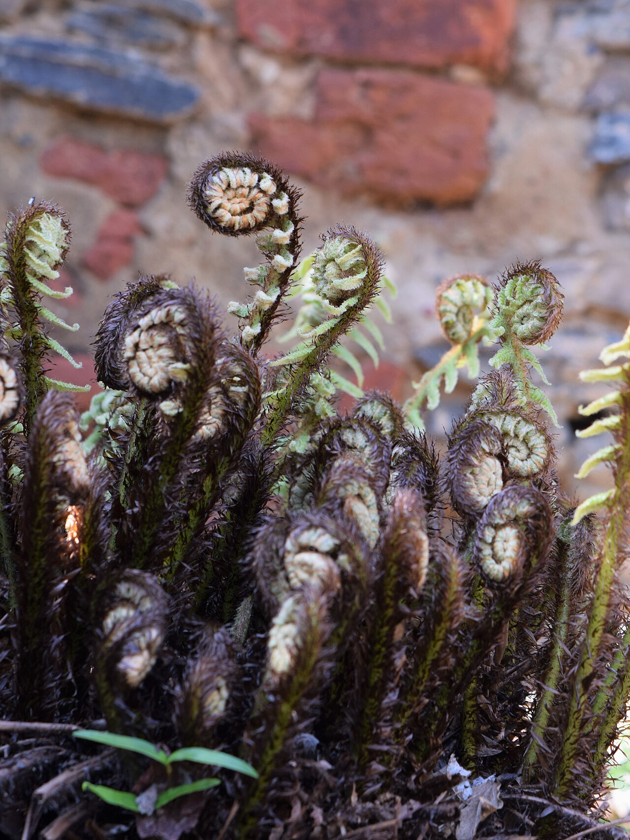 Dryopteris crassirhizoma: Dryopteris crassirhizoma in arboretum in Wojsławice, SW Poland