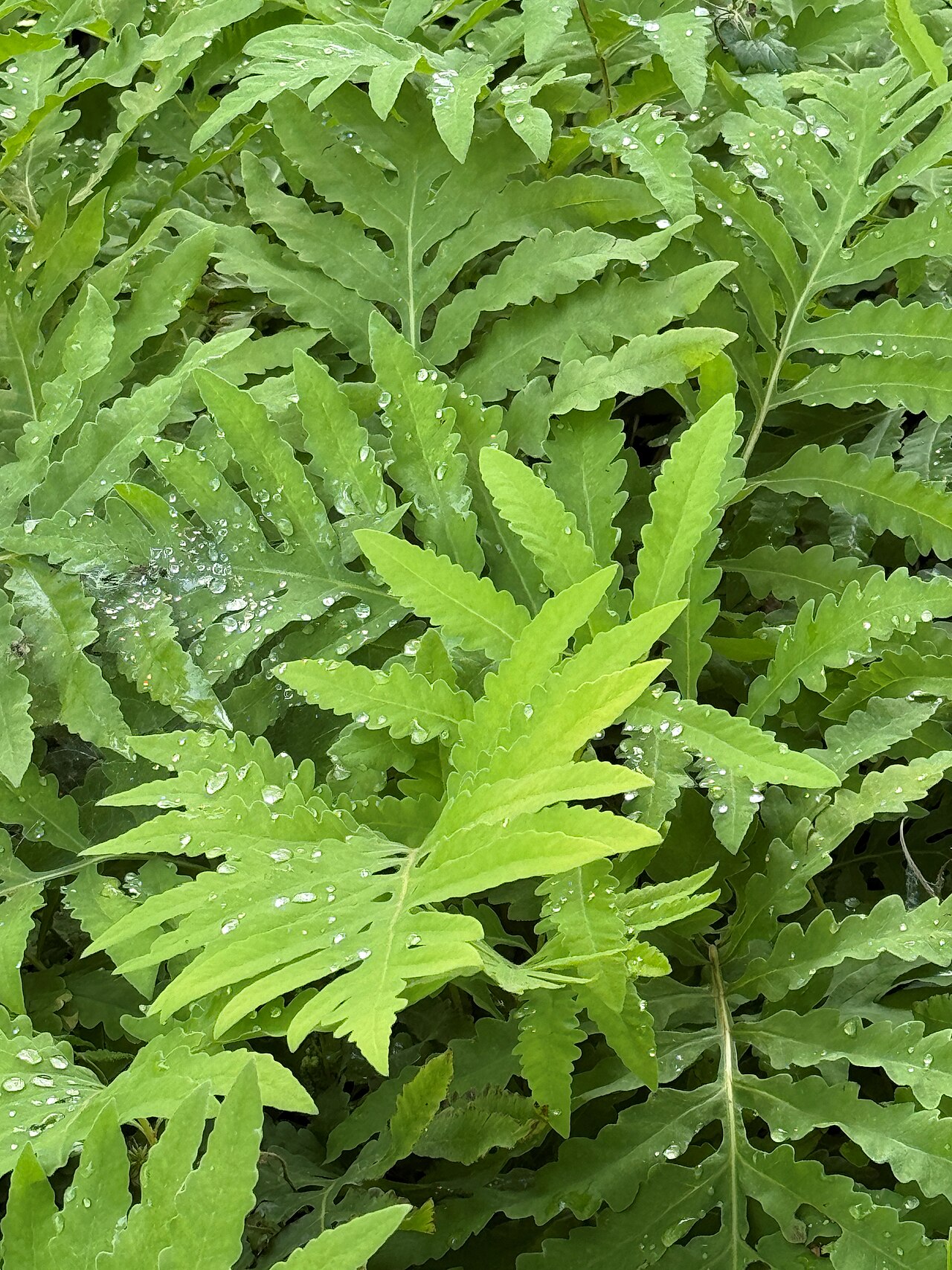 Dryopteris crispifolia: Leipzig, botanical garden, Dryopteris crispifolia