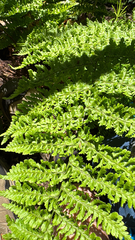 Dryopteris crispifolia (Dryopteris crispifolia)