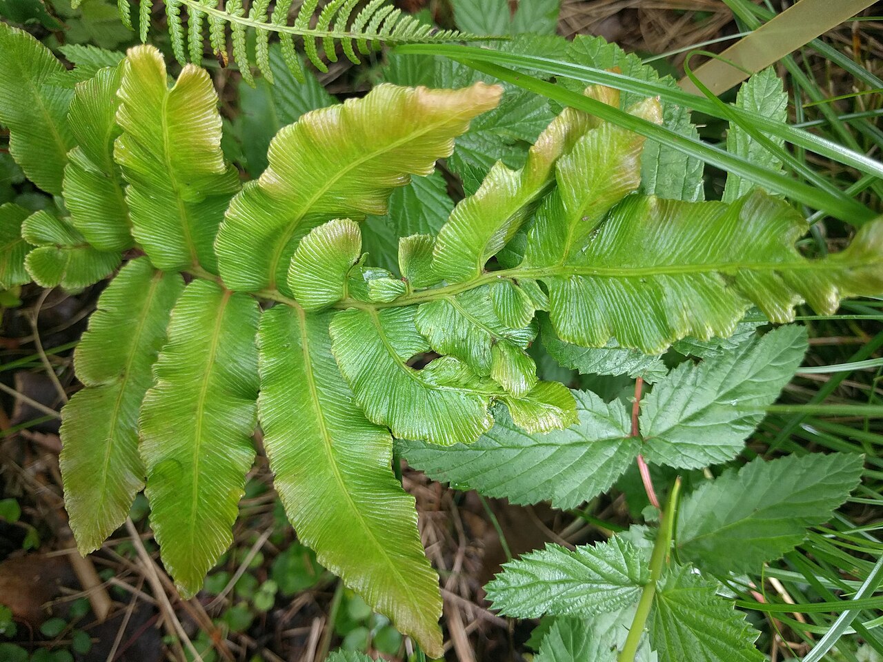 Crested woodfern: Hortus Botanicus Leiden