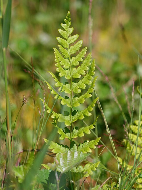 Crested woodfern: Kamm-Wurmfarn