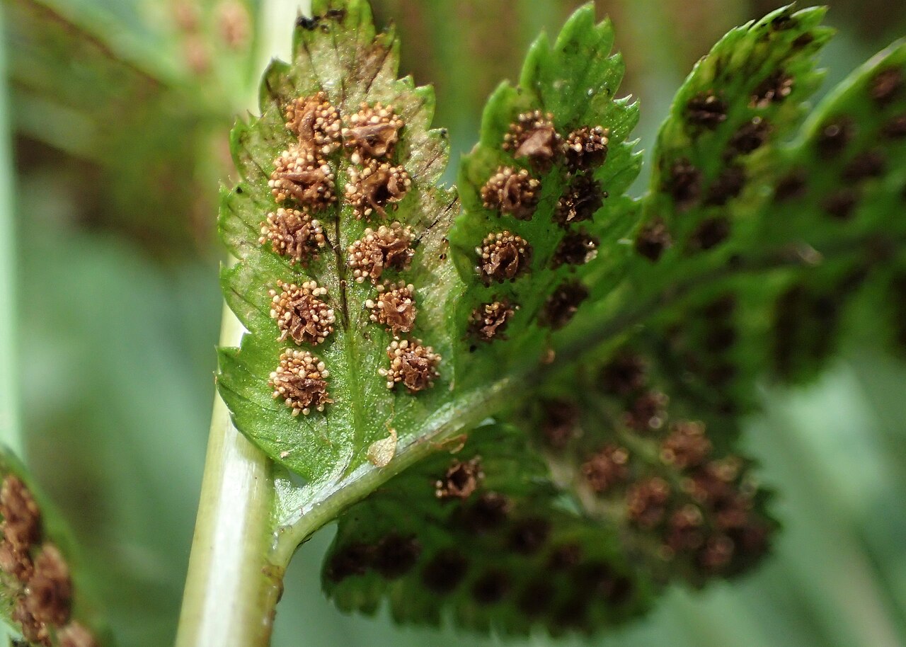 Crested woodfern: Dryopteris cristata in Glewice near Goleniów, NW Poland