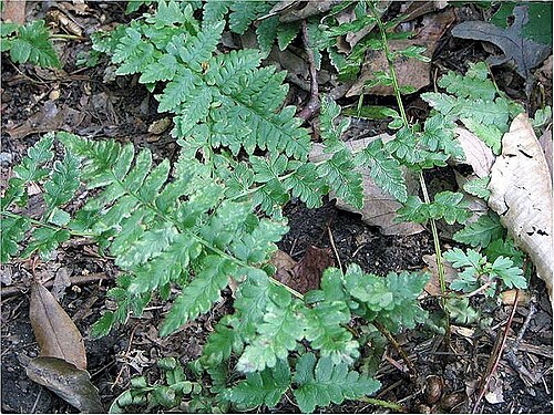 Crested woodfern: Names: Dryopteris cristata (L.) A. Gray, Crested Buckler Fern, Crested Shield Fern, Crested Wood Fern, Crested Woodfern, dryoptère à crêtes, dryoptéride à crête
