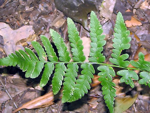 Crested woodfern: Location taken: The United States National Arboretum, Washington DC. Names: Dryopteris cristata (L.) A.<SP>Gray, Crested Buckler Fern, Crested Shield Fern, Cres