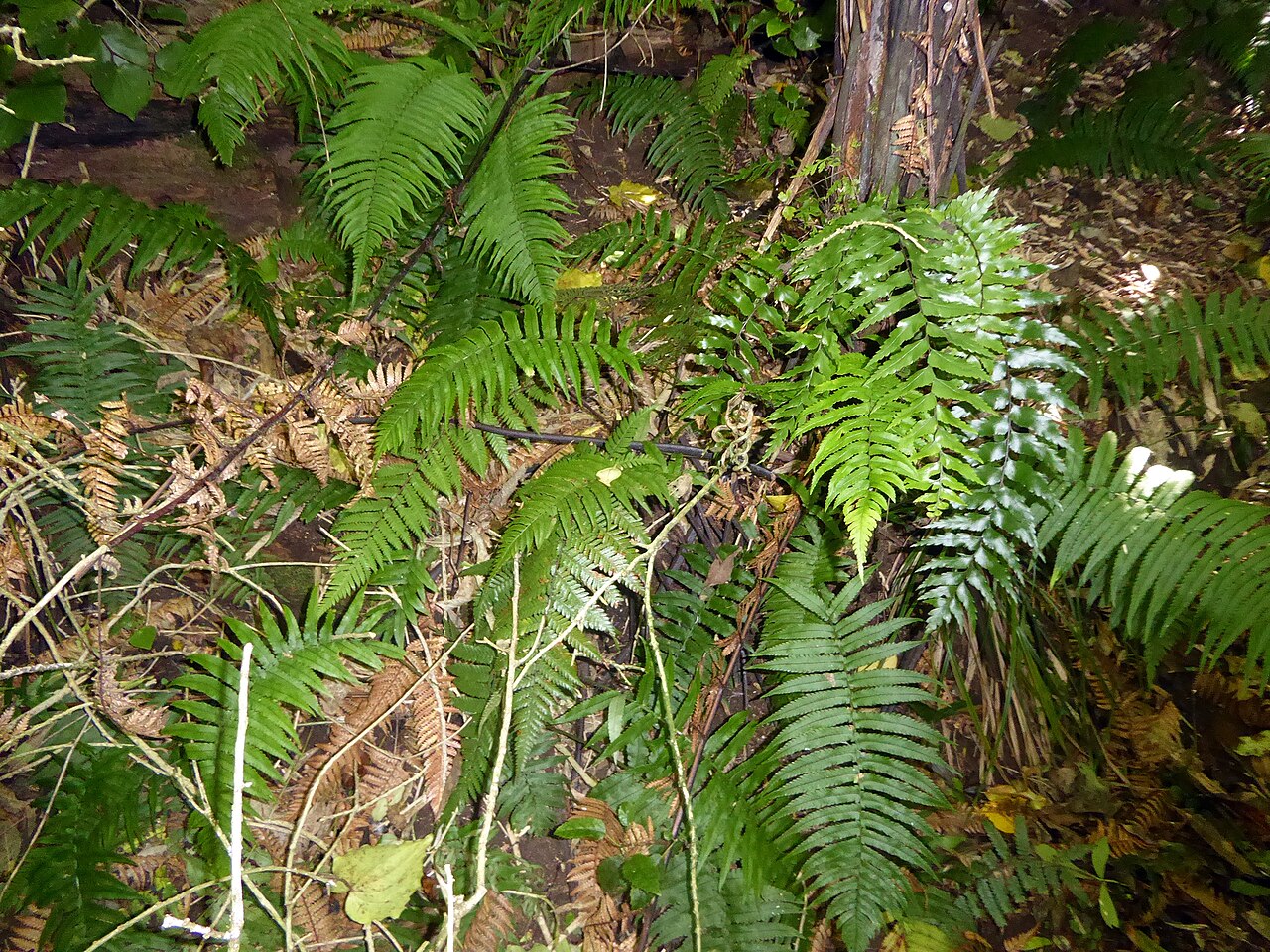 Dryopteris cycadina (Dryopteris cycadina)